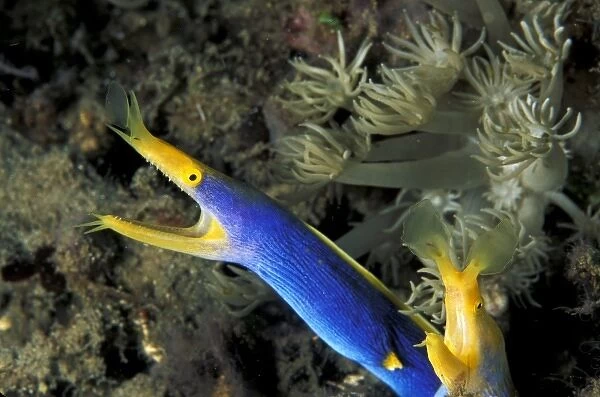 Indonesia, North Sulawesi, Lembeh Strait. Blue ribbon eel (Rhinomuraena quaesita)