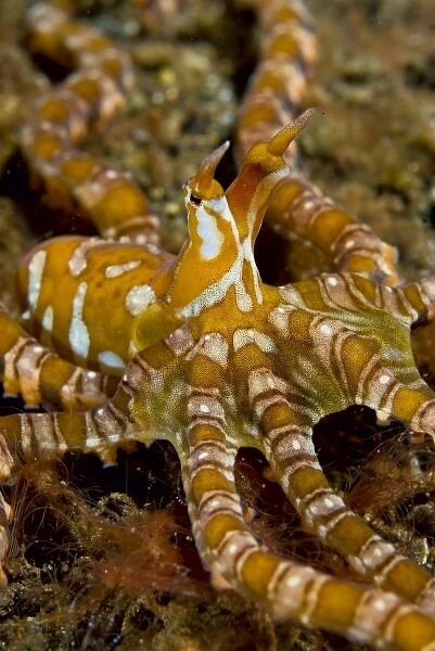 Indonesia, Pantar Island. Close-up of long-arm octopus, or wonderpus, resting on ocean floor