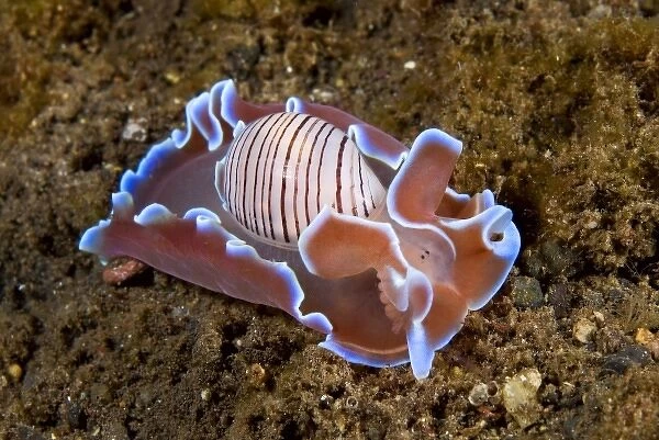 Indonesia, Pantar Island. Close-up of nocturnal mollusk on ocean bottom