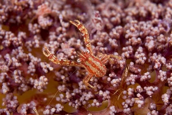 Indonesia, Pantar Island. This crab is commensal w  /  numerous varieties of soft coral
