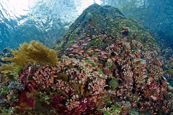 Indonesia, Pantar Island. Schooling anthia fish and reef formation