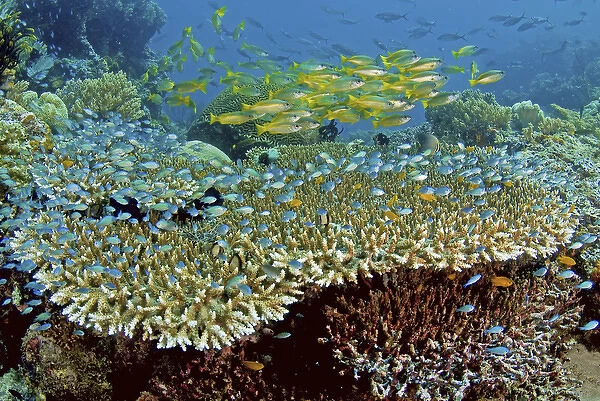 Indonesia, Papau, Raja Ampat, Misool. Damselfish and snappers school over reef corals