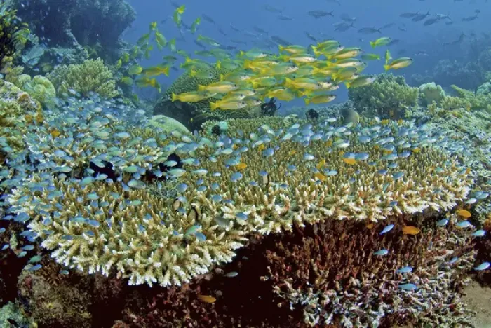 Framed Print : Indonesia, Papau, Raja Ampat, Misool. Damselfish and snappers school over reef corals Framed Print : Indonesia, Papau, Raja Ampat, Misool. Damselfish and snappers school over reef corals