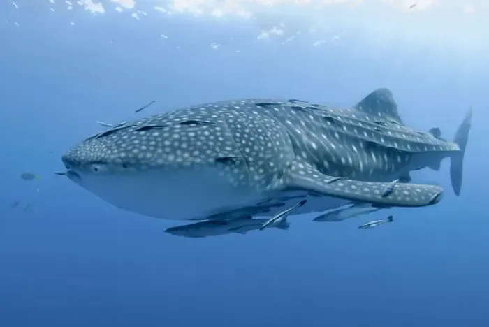 Framed Print : Indonesia, Papua, Cenderawasih Bay. Close-up of whale shark and remoras that cling to skin Framed Print : Indonesia, Papua, Cenderawasih Bay. Close-up of whale shark and remoras that cling to skin