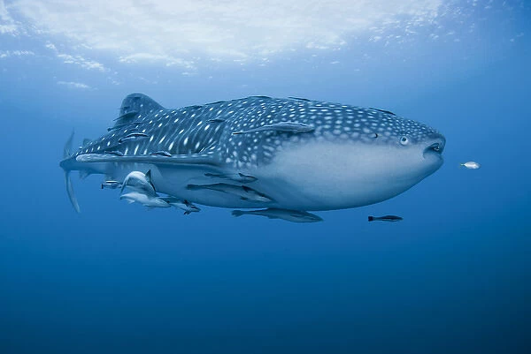 Indonesia, Papua, Cenderawasih Bay. Close-up of whale shark and remoras that cling to skin