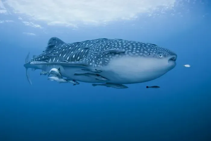Framed Print : Indonesia, Papua, Cenderawasih Bay. Close-up of whale shark and remoras that cling to skin