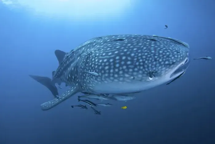 Framed Print : Indonesia, Papua, Cenderawasih Bay. Close-up of whale shark and remoras that cling to skin Framed Print : Indonesia, Papua, Cenderawasih Bay. Close-up of whale shark and remoras that cling to skin