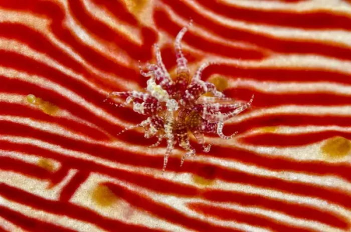 Framed Print : Indonesia, Papua, Cenderawasih Bay. Anemone on sea cucumber