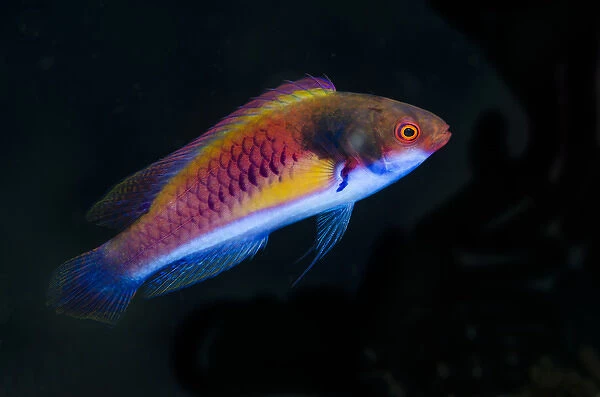 Indonesia, Papua, Cenderawasih Bay. Close-up of colorful wrasse fish