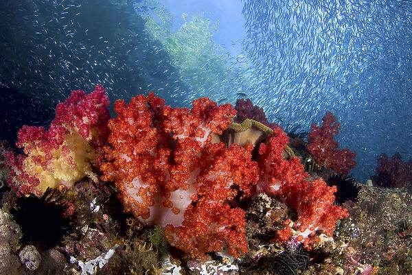 Indonesia, Papua, Fak Fak, Triton Bay. Schooling baitfish swim past coral. Credit as