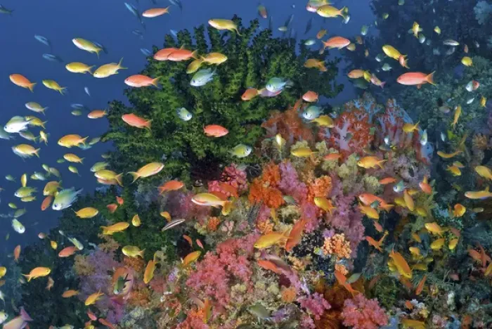 Framed Print : Indonesia, Papua, Fak Fak, Triton Bay. Colorful reef scenic Framed Print : Indonesia, Papua, Fak Fak, Triton Bay. Colorful reef scenic
