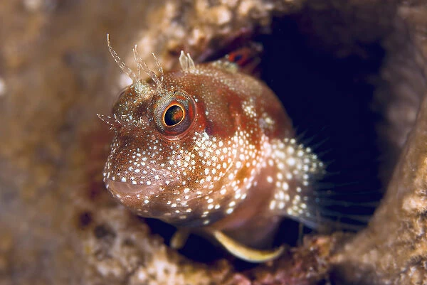 Indonesia, Papua, Fak Fak, Triton Bay. Close-up of blenny fish emerging from hiding place