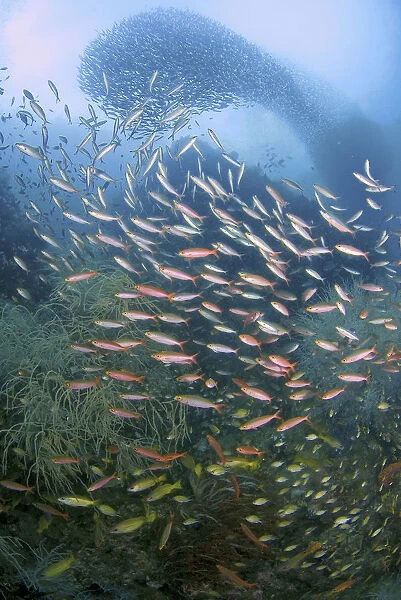 Indonesia, Papua, Fak Fak, Triton Bay. Baitfish swirl in the background while fusiliers