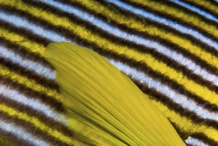 Framed Print : Indonesia, Papua, Fak Fak, Triton Bay. Close-up of sweetlip fin and scales. Credit as Framed Print : Indonesia, Papua, Fak Fak, Triton Bay. Close-up of sweetlip fin and scales. Credit as