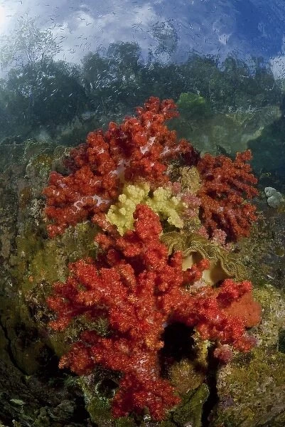 Indonesia, Papua, Fak Fak, Triton Bay. Colorful coral on reef