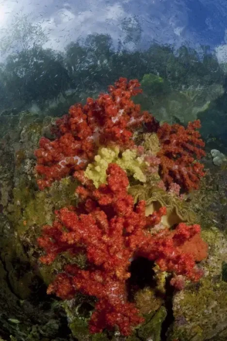Framed Print : Indonesia, Papua, Fak Fak, Triton Bay. Colorful coral on reef