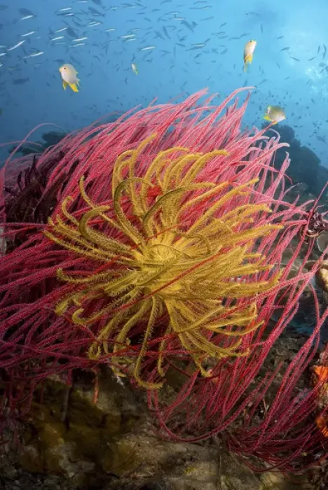 Framed Print : Indonesia, Papua, Pisang Islands. Two varieties of feather star crinoids. Credit as