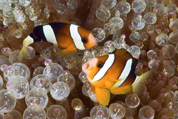 Indonesia, Papua, Raja Ampat. Two anemonefish swim among poisonous anemone for protection