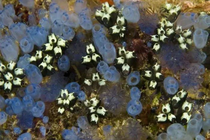 Framed Print : Indonesia, Papua, Raja Ampat. Bluebell tunicates and other marine animals