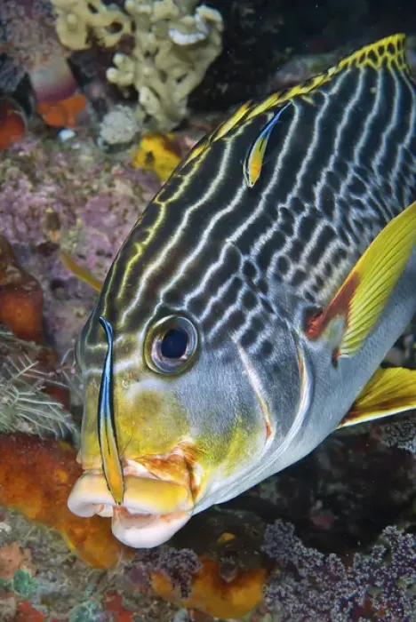 Framed Print : Indonesia, Papua, Raja Ampat. A cleaner fish at the mouth of a sweetlip fish. Credit as Framed Print : Indonesia, Papua, Raja Ampat. A cleaner fish at the mouth of a sweetlip fish. Credit as
