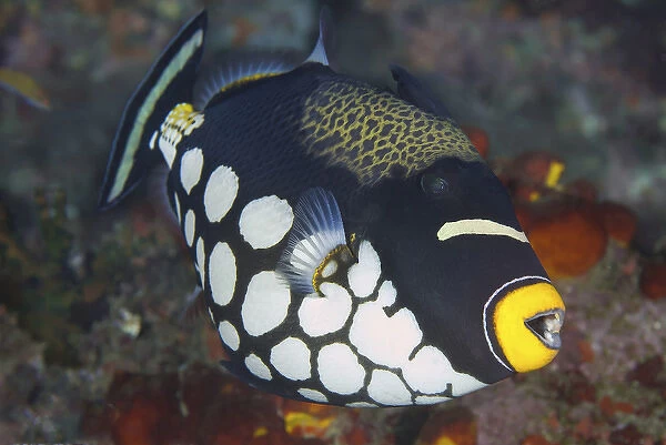 Indonesia, Papua, Raja Ampat. Close-up of triggerfish