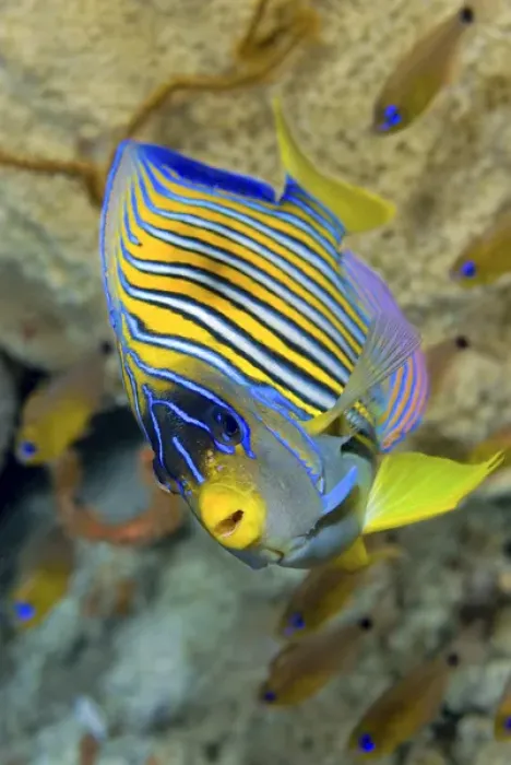 Framed Print : Indonesia, Papua, Raja Ampat. Close-up of angelfish Framed Print : Indonesia, Papua, Raja Ampat. Close-up of angelfish