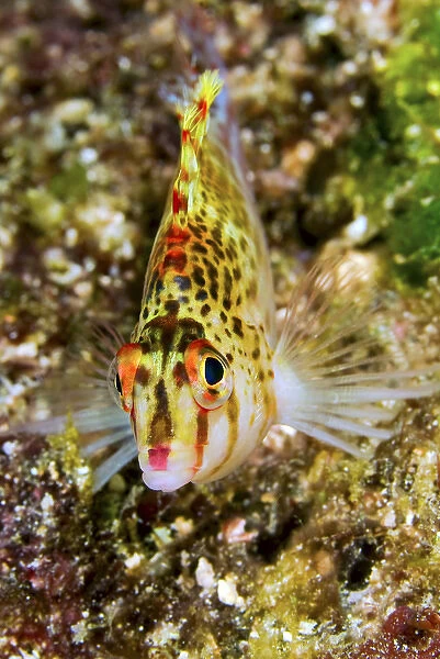 Indonesia, Papua, Raja Ampat. Close-up of colorful hawkfish