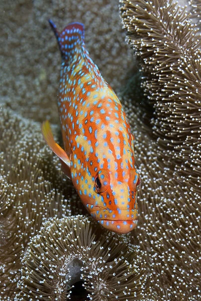 Indonesia, Papua, Raja Ampat. Close-up of colorful coral trout or grouper. Credit as