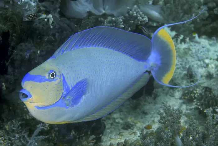 Framed Print : Indonesia, Papua, Raja Ampat. Close-up of colorful surgeonfish