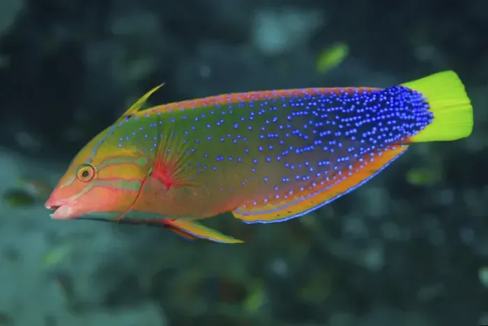 Framed Print : Indonesia, Papua, Raja Ampat. Close-up of colorful wrasse Framed Print : Indonesia, Papua, Raja Ampat. Close-up of colorful wrasse
