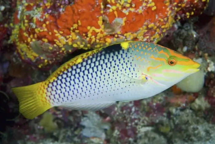 Framed Print : Indonesia, Papua, Raja Ampat. Close-up of colorful wrasse Framed Print : Indonesia, Papua, Raja Ampat. Close-up of colorful wrasse