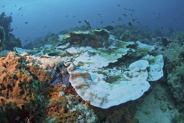 Indonesia, Papua, Raja Ampat. Close-up of damaged reef