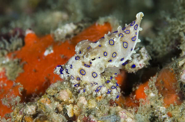 Indonesia, Papua, Raja Ampat. Close-up of deadly blue-ringed octopus