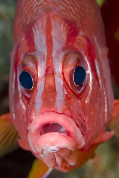 Framed Print : Indonesia, Papua, Raja Ampat. Close-up frontal view of colorful squirrelfish. Credit as