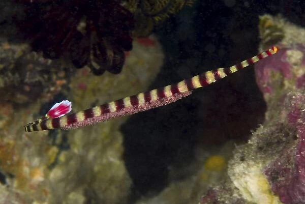 Indonesia, Papua, Raja Ampat. Close-up of male pipefish who caries and tends the eggs