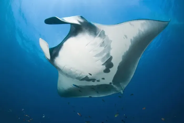 Framed Print : Indonesia, Papua, Raja Ampat. Close-up of manta rays underside Framed Print : Indonesia, Papua, Raja Ampat. Close-up of manta rays underside