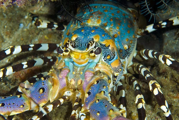 Indonesia, Papua, Raja Ampat. Close-up of front of lobster