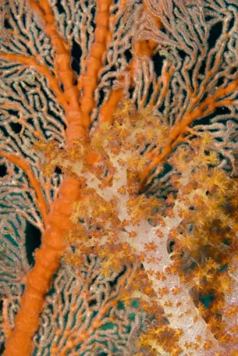 Framed Print : Indonesia, Papua, Raja Ampat. Close-up of orange sea fan under tree coral