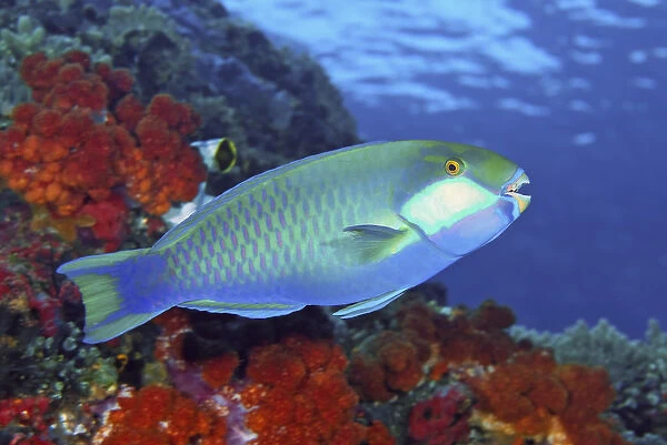 Indonesia, Papua, Raja Ampat. Close-up of parrotfish