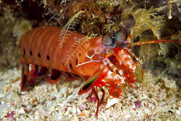 Indonesia, Papua, Raja Ampat. Close-up of shrimp on ocean floor