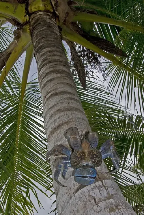 Framed Print : Indonesia, Papua, Raja Ampat. Coconut crab climbs palm tree