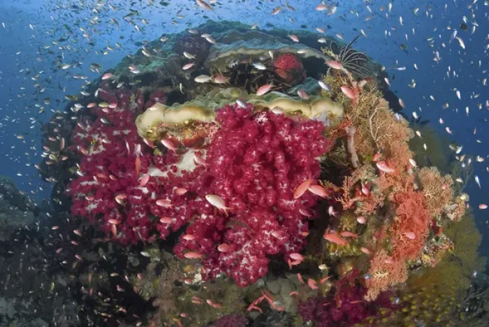 Framed Print : Indonesia, Papua, Raja Ampat. Colorful corals on reef