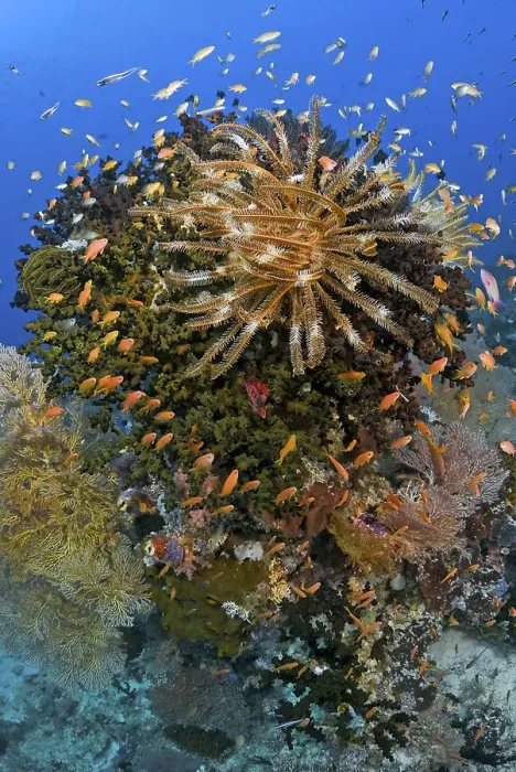 Framed Print : Indonesia, Papua, Raja Ampat. Feather star crinoid atop a reef outcrop. Credit as
