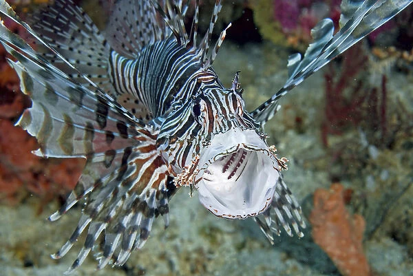 Indonesia, Papua, Raja Ampat. Frontal close-up of poisonous scorpionfish yawning