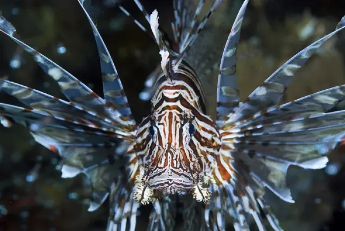 Framed Print : Indonesia, Papua, Raja Ampat. Frontal close-up of poisonous scorpionfish. Credit as