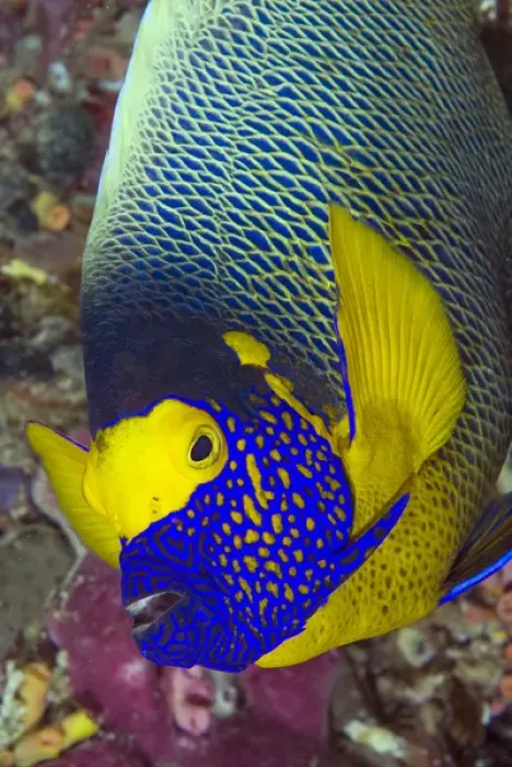 Framed Print : Indonesia, Papua, Raja Ampat. Detail of head of angelfish Framed Print : Indonesia, Papua, Raja Ampat. Detail of head of angelfish