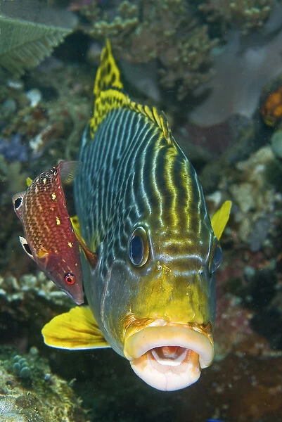 Indonesia, Papua, Raja Ampat. A lined sweetlip fish is being cleaned by a red- fin wrasse
