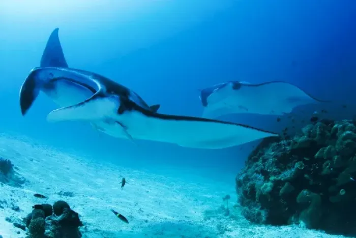 Framed Print : Indonesia, Papua, Raja Ampat, Manta Point. Two manta rays swim past coral near bottom Framed Print : Indonesia, Papua, Raja Ampat, Manta Point. Two manta rays swim past coral near bottom