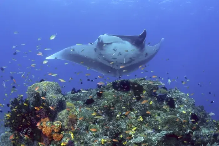 Framed Print : Indonesia, Papua, Raja Ampat. Manta ray glides over reef