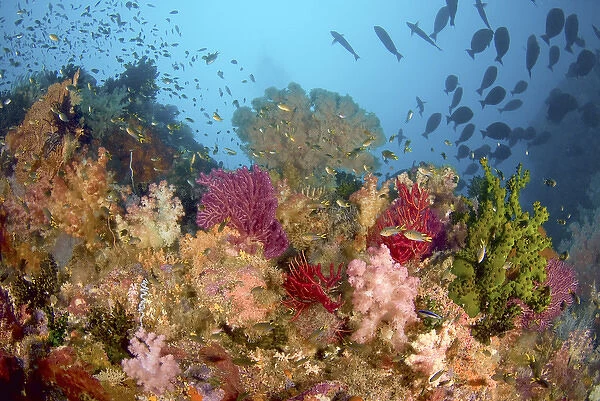 Indonesia, Papua, Raja Ampat, Misool. Scenic of diverse reef life